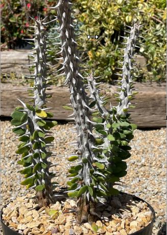 6" Alluaudia Madagascar Octaillo 